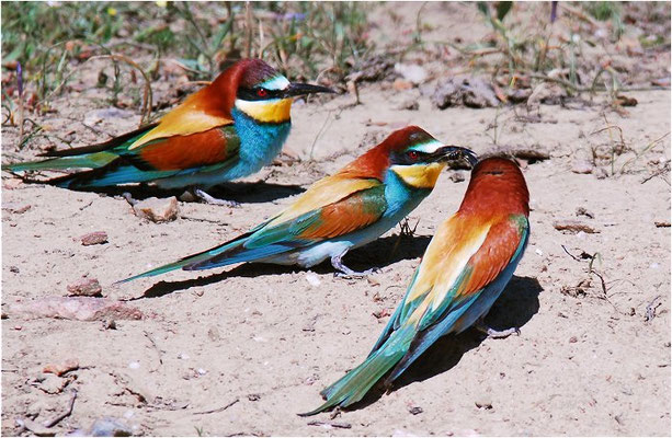 BIENENFRESSER, EUROPEAN BEE-EATER, MEROPS APIASTER