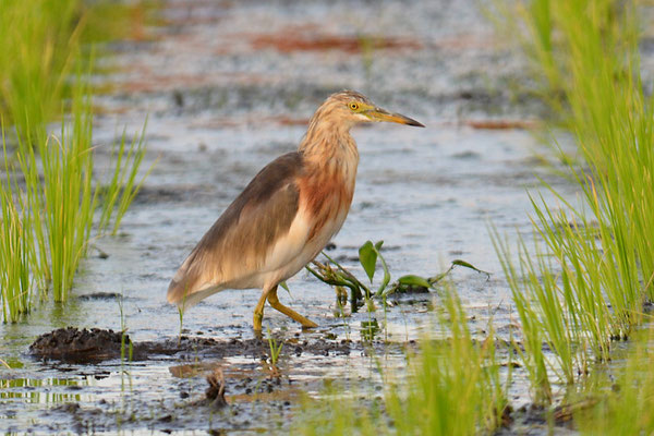 PRACHTREIHER, JAVAN POND HERON, ARDEOLA SPECIOSA