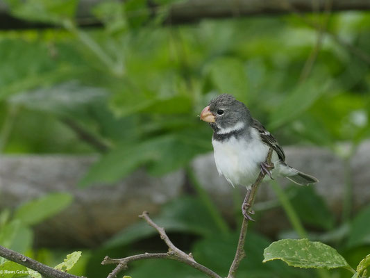 PAPAGEISCHNABELPFÄFFCHEN, PARROT-BILLED SEEDEATER - SPOROPHILA PERUVIANA