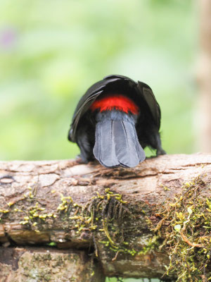 SCHARLACHBÜRZELKASSIKE, SCARLET-RUMPED CACIQUE - CACICUS UROPYGIALIS