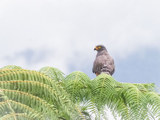 Wegebussard, Roadside Hawk - Rupornis magnirostris