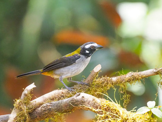 Schwarzschwingensaltator, Black-winged Saltator - Saltator atripennis