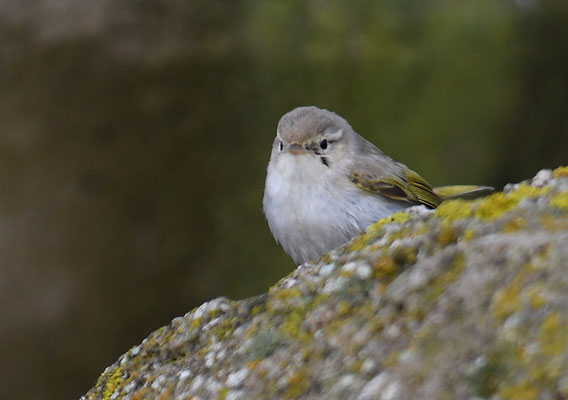 BERGLAUBSÄNGER, WESTERN BONELLI´S WARBLER, PHYLLOSCOPUS BONELLI