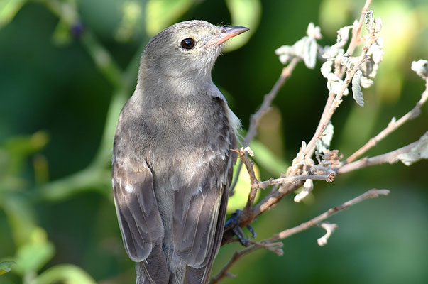 WEISSBAUCHELAENIE, CARIBBEAN ELAENIA, ELAENIA PARVIROSTRIS