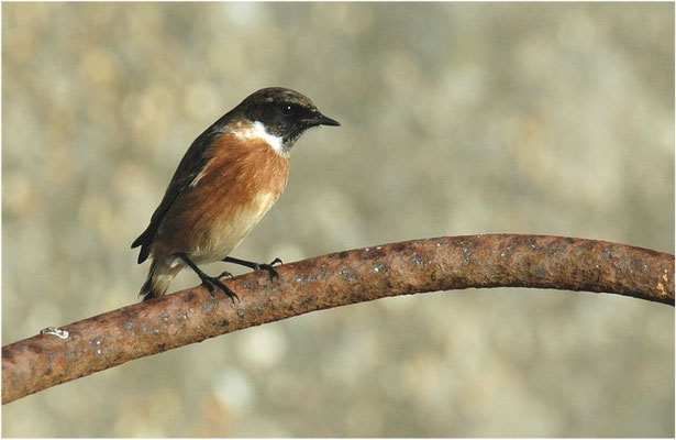 SCHWARZKEHLCHEN, STONECHAT, SAXICOLA TORQUATUS