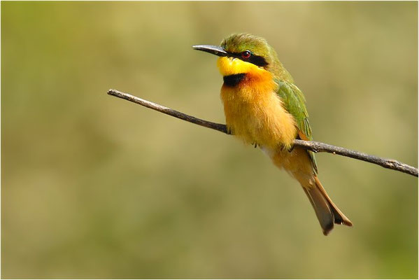 ZWERGSPINT, LITTLE BEE-EATER, MEROPS PUSILLU