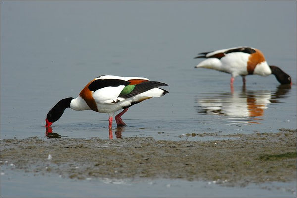 BRANDENTE, SHELDUCK, TADORNA TADORNA 