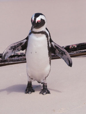 Kappinguin, african penguin, pespheniscus demersus