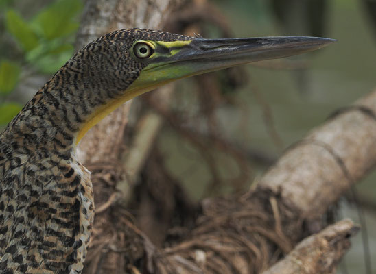 NACKTKEHLREIHER, BARE-THROATED TIGER-HERON, TIGRISOMA MEXICANUM