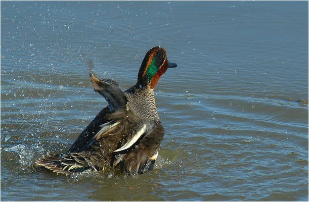 KRICKENTE, TEAL, ANAS CRECCA