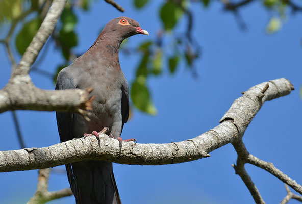 ANTILLENTAUBE, SCALY-NAPED PIGEON, PATAGIOENAS SQUAMOSA