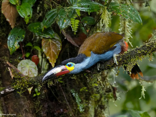 LEISTENSCHNABELTUKAN, PLATE-BILLED MOUNTAIN-TOUCAN - ANDIGENA LAMINIROSTRIS