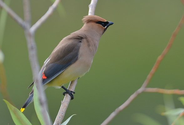 Zedernseidenschwanz - Cedar Waxwing (Bombycilla cedrorum