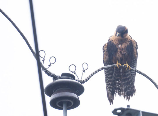 APLOMADOFALKE, APLOMADO FALCON - FALCO FEMORALIS