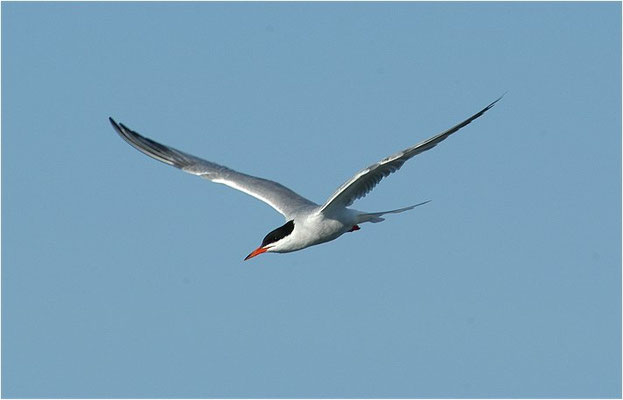 FLUSSSEESCHWALBE, COMMON TERN, STERNA HIRUNDO