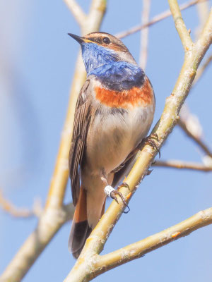 Blaukehlchen, bluethroat, luscinia svecica 