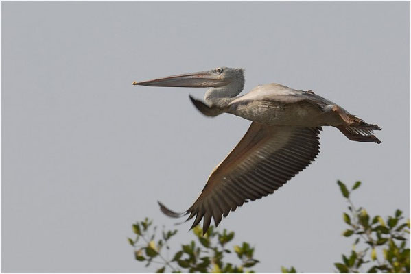RÖTELPELIKAN, PINK-BACKED PELICAN, PELECANUS RUFESCENS
