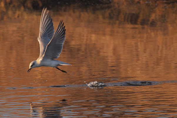 LACHSEESCHWALBE, GULL-BILLED TERN, GELOCHELIDON NILOTICA