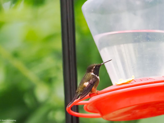 PURPURKEHL-STERNKOLIBRI, PURPLE-THROATED WOODSTAR - CALLIPHLOX MITCHELLII