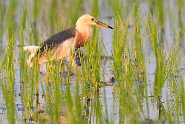 PRACHTREIHER, JAVAN POND HERON, ARDEOLA SPECIOSA