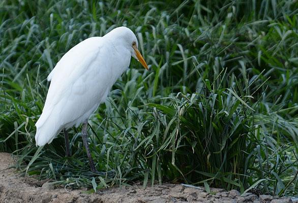 KUHREIHER, WESTERN CATTLE EGRET, BUBULCUS IBIS