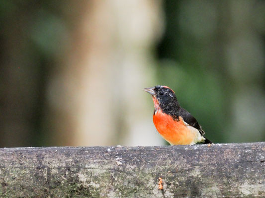 Purpurhaubenfink, Crimson-breasted Finch - Rhodospingus cruentes
