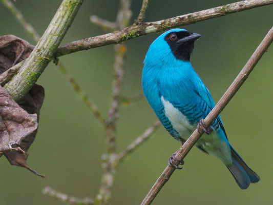 SCHWALBENTANGARE, SWALLOW TANAGER - TERSINA VIRIDIS