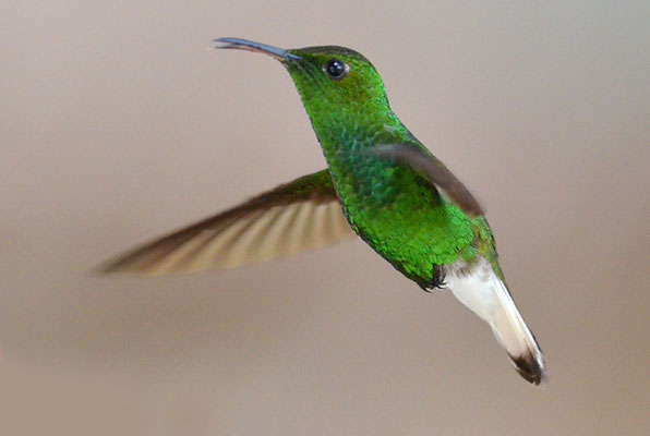 BRONZEKOPF-ELVIRAKOLIBRI, COPPERY-HEADED EMERALD, ELVIRA CUPREICEPS