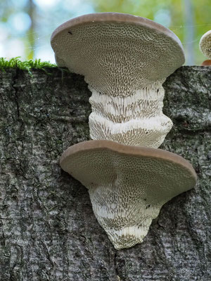 Buckel-Tramete - Trametes gibbosa