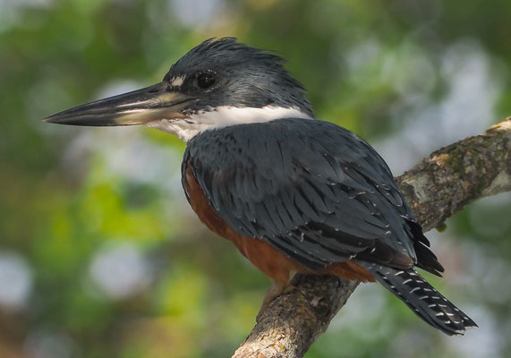 ROTBRUSTFISCHER, RINGED KINGFISHER, CERYLE TORQUATUS