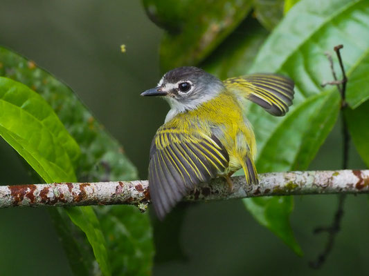 SCHWARZKAPPEN-ZWERGTYRANN, BLACK-CAPPED PYGMY-TYRANT - MYIORNIS ATRICAPILLUS
