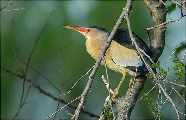 ZWERGDOMMEL, LITTLE BITTERN, IXOBRYCHUS MINUTUS