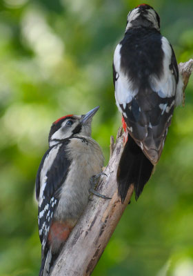 BUNTSPECHT, GREAT SPOTTED WOODPECKER, DENDROCOPOS MAJOR