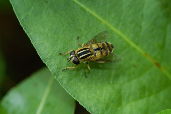 HELLE SUMPFSCHWEBFLIEGE, HELOPHILUS HYBRIDUS
