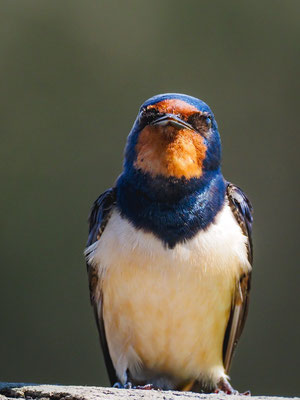 RAUCHSCHWALBE, BARN SWALLOW, HIRUNDO RUSTICA