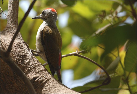 GRAUBRUSTSPECHT, GREY WOODPECKER, DENDROPICUS GOERTAE