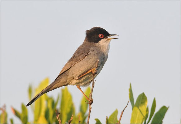 SAMTKOPFGRASMÜCKE, SARDINIAN WARBLER, SYLVIA MELANOCEPHALA