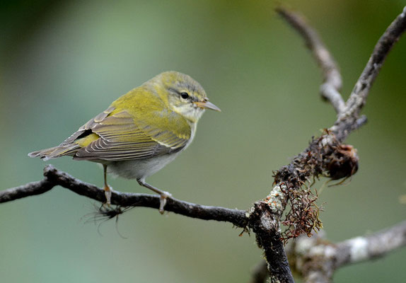 BRAUENWALDSÄNGER, TENNESSEE WARBLER, VERMIVORA PEREGRINA