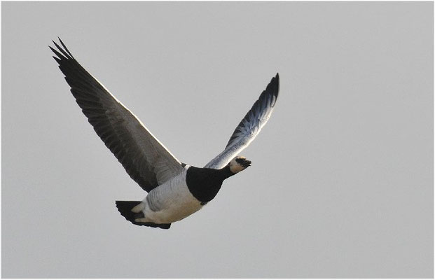 WEISSWANGENGANS, BARNACLE GOOSE, BRANTA LEUCOPSIS