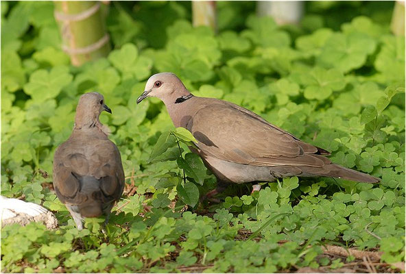 HALBMONDTAUBE, RED-EYED DOVE, STREPTOPELIA SEMITORQUATA