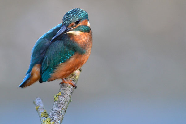 EISVOGEL, COMMON KINGFISHER, ALCEDO ATTHIS