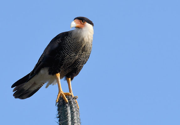 KARIBIKKARAKARA, CRESTED CARACARA, CARACARA CHERIWAY