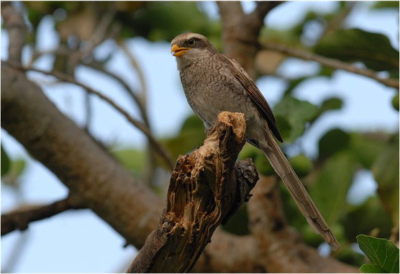 GELBSCHNABELWÜRGER, YELLOW-BILLED SHRIKE, CORVINELLA CORVINA