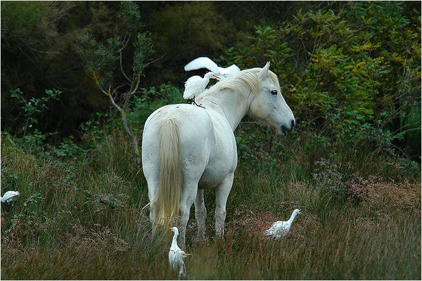KUHREIHER, CATTLE EGRET, BUBULCUS IBIS