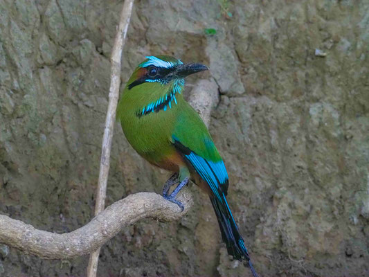 TÜRKISBRAUENMOTMOT, TURQUOISE-BROWED MOTMOT, EUMOMATA SUPERCILIOSA