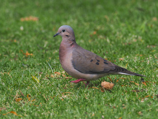 OHRFLECKTAUBE, EARED DOVE - ZENAIDA AURICULATA