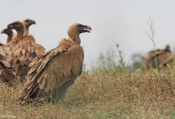 GÄNSEGEIER, GRIFFON VULTURE, GYPS FULVUS