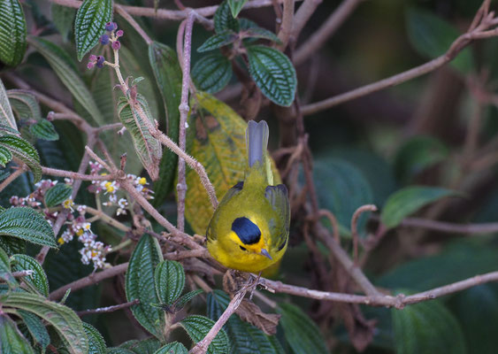 MÖNCHSWALDSÄNGER, WILSON´S WARBLER, WILSONIA PUSILLA