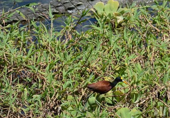 GELBSTIRNBLATTHUHN , NORTHERN JACANA, JACANA SPINOSA