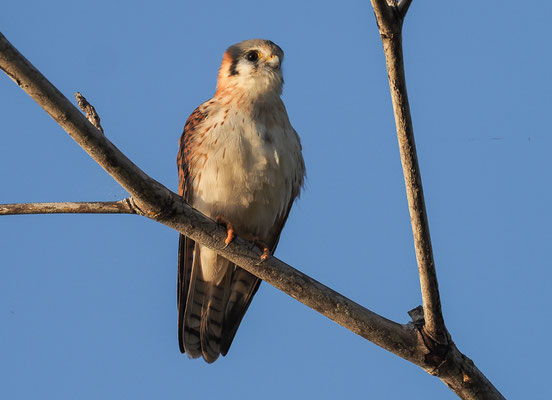 BUNTFALKLE, AMERICAN KESTREL, FALCO SPARVERIUS